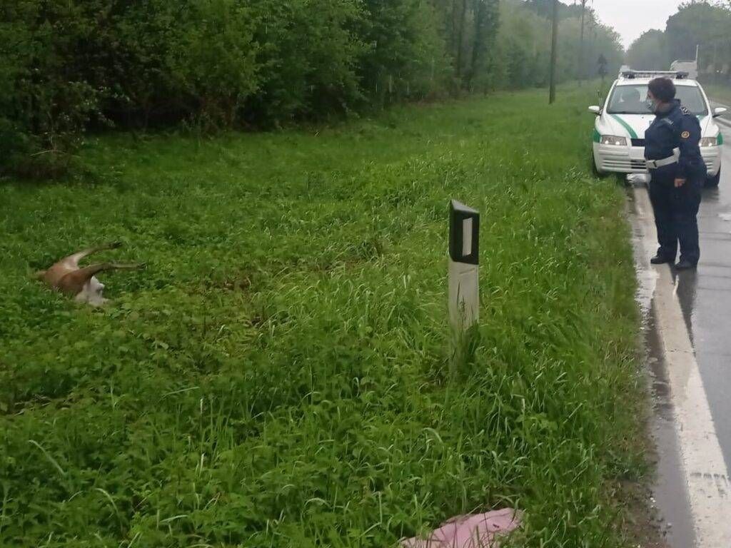incidente cervo ucciso 1024x768