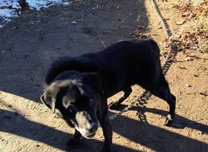 Garbagnate, arrivano nuove regole per il benessere degli animali Garbagnate regole tutela animali