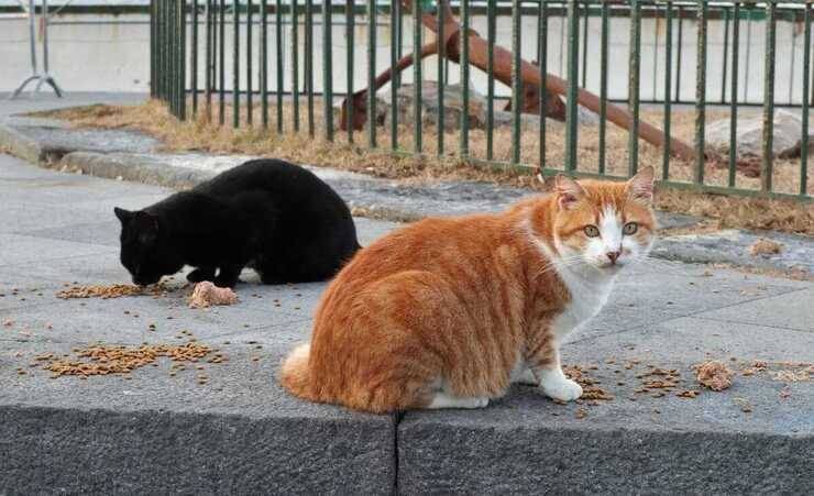 Appello dell’Enpa di Saronno: “Quasi finito il cibo per i gatti” multe gatti randagi