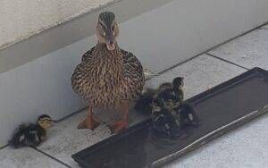 WhatsApp Image 2022 05 03 at 03.09.23 300x188