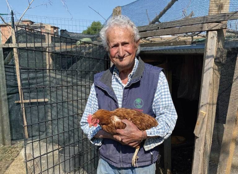 Bollate: rubano la gallina dalle uova azzurre Bollate rubano gallina uova azzurre