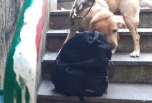 cane antidroga 300x204