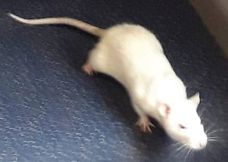 donna bollate treno topo