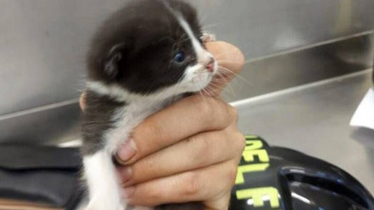 gatto incastrato limbiate 768x432