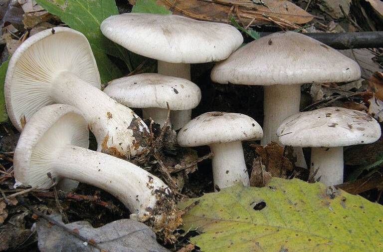 Funghi Groane attenzione pericoli