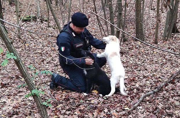 Turate, i carabinieri salvano due cuccioli nel bosco degli spacciatori Turate carabinieri cuccioli spacciatori