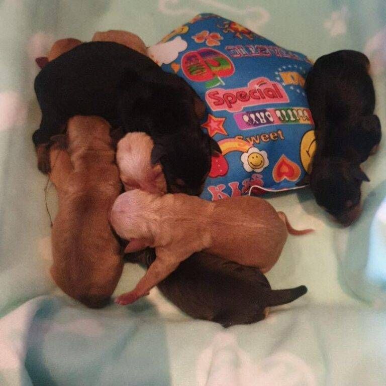 Solaro, 8 cuccioli appena nati gettati nel Parco delle Groane in una busta: salvati in 7 Solaro cuccioli groane nati