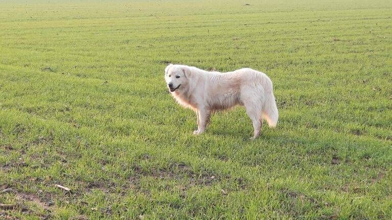 Immagine WhatsApp 2022 12 19 ore 09.57.18 768x432