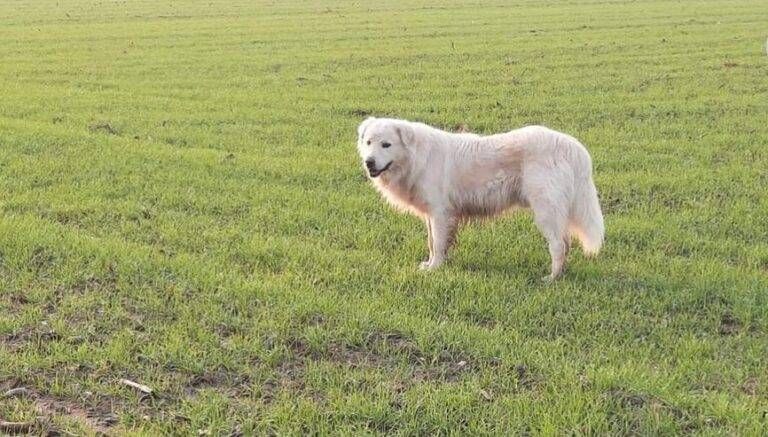 gerenzano cane e1671658041466 768x437