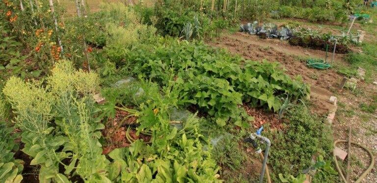 Dietro ai banchi si fa l’orto: a Cesate si andrà a scuola di tradizioni Orti cusano e1677158180787 768x373