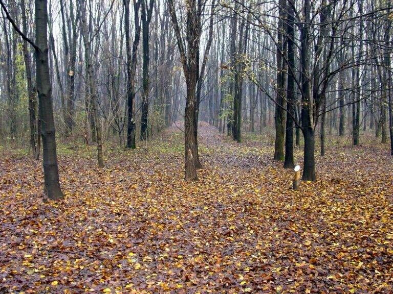 X SITO Una zona del Parco Nord 768x576