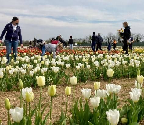 Tra 120mila tulipani e narcisi: laboratori e contatto con la natura con FiorirAnno FiorirAnno bis