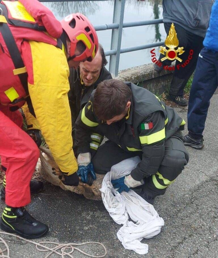 capriolo turbigo 768x906