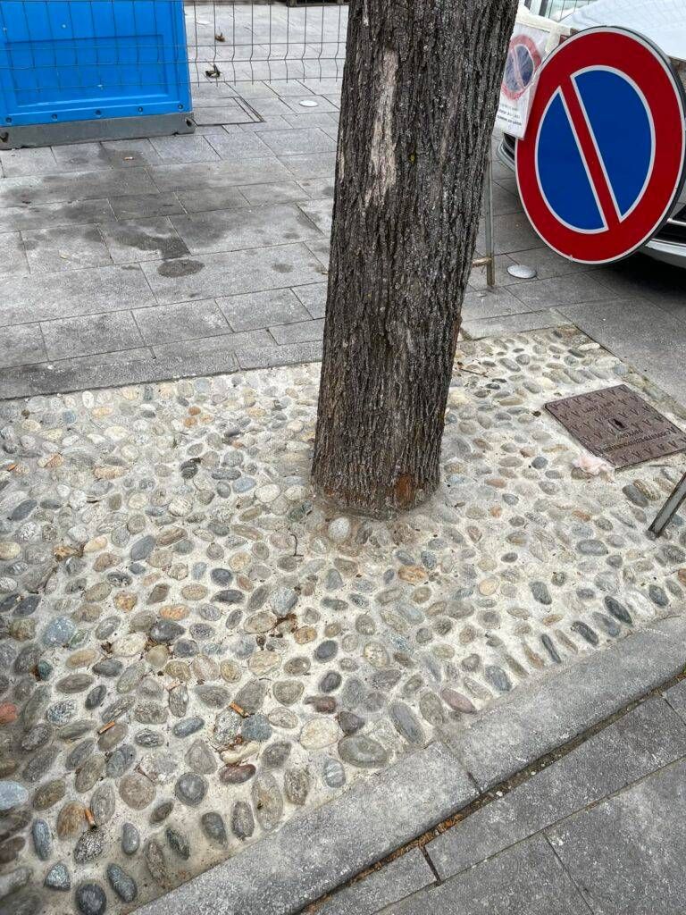 Alberi cementati Ceriano piazza