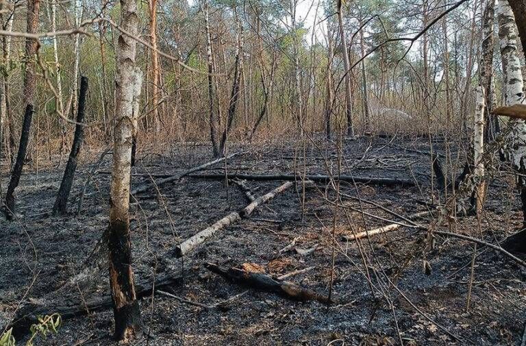 Cesate incendio Groane piromane