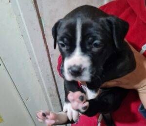 Vendevano illegalmente online cuccioli appena nati: blitz delle guardie zoofile cuccioli