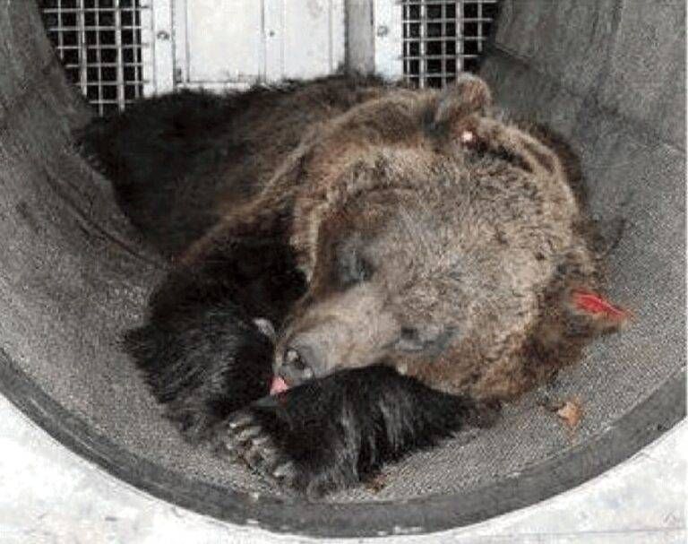 IL SONDAGGIO – Runner ucciso dall’orsa: giusto abbattere l’animale? VOTA orso 768x607