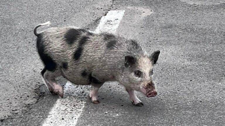 uboldo cinghiale 2 768x432