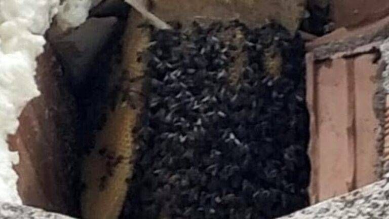 Nido di calabroni a casa, intervento dei Vigili del fuoco a Cesate Nido Calabroni 768x432