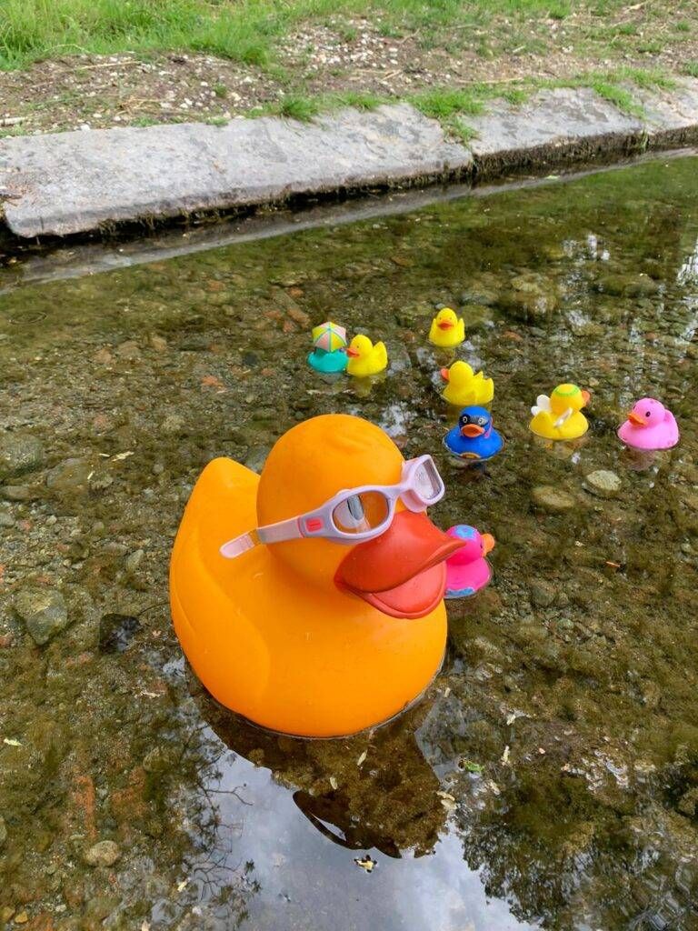 papere sul lambro 768x1024