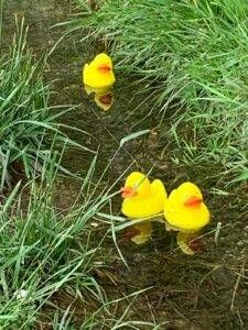 papere sul lambro bis 225x300