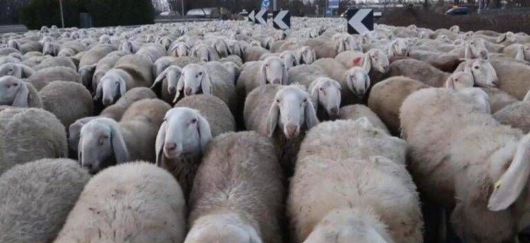transumanza pecore e1683620811927 768x353