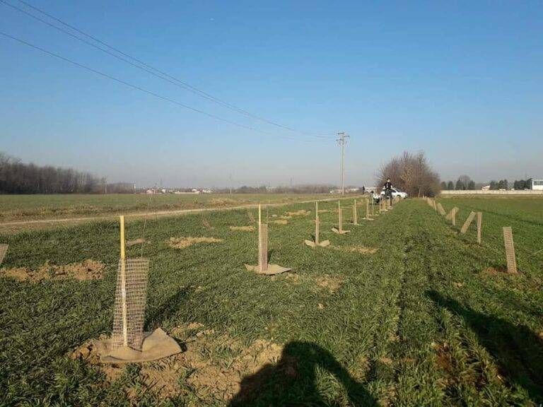 Gerenzano, teppisti al Parco dei Mughetti strappano le piante forestali vandalismo 2 768x576