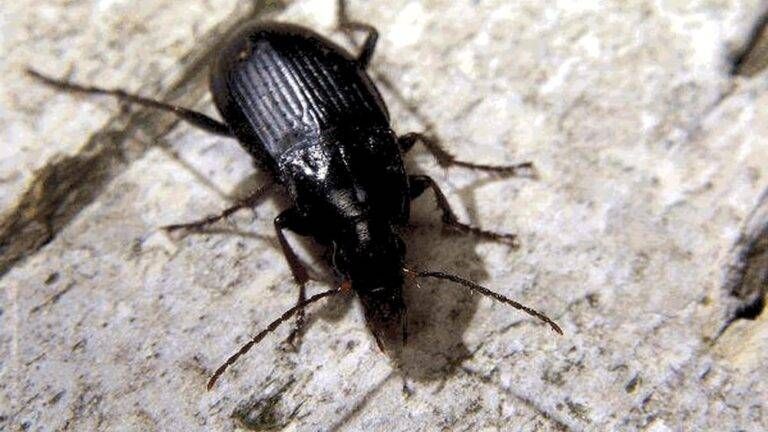 Uomo di Cesate finisce in ospedale per aver schiacciato uno scarafaggio Cesate scarafaggio 768x432