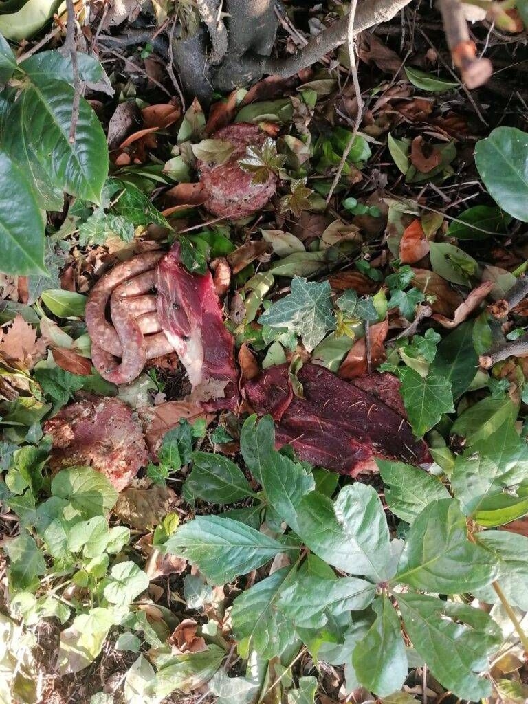 garbagnate cani 768x1024