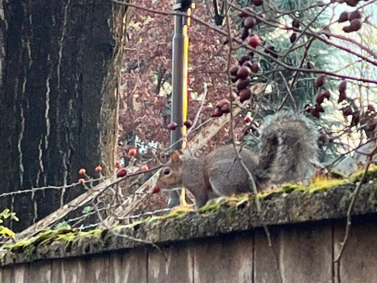 scoiattoli scaled e1685994443530 768x576