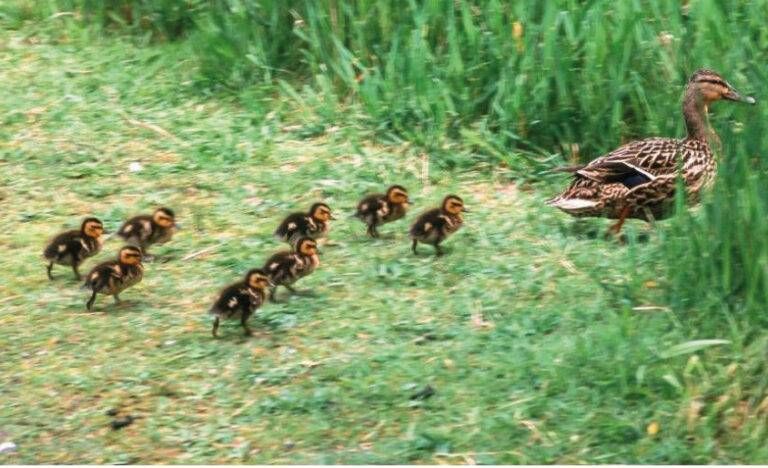 Garbagnate operazione salvataggio anatroccoli