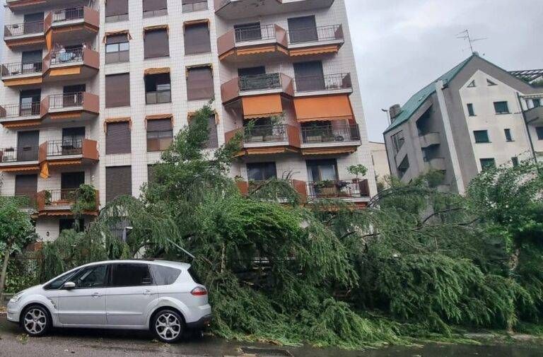 Lissone albero caduto