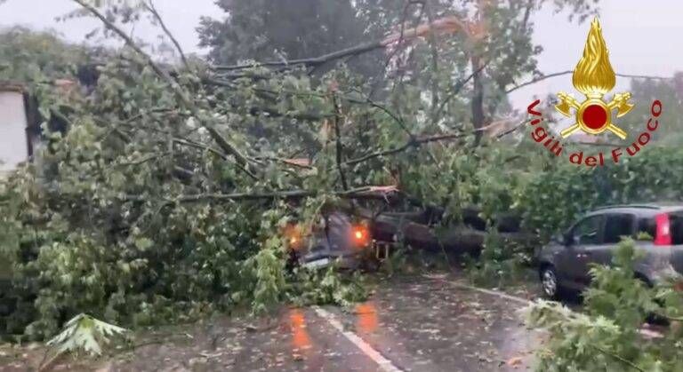 alberi como 2 e1689146656282 768x419