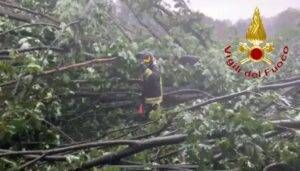 alberi como e1689146681998 300x171