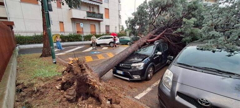 Alberi abbattuti dal vento: sfondate le auto in sosta a Paderno Dugnano pad1 768x346