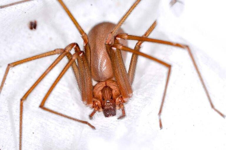 ragno violino saronno 768x510