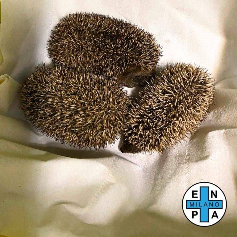 Famiglia di ricci nel giardino di casa a Cesate: la mamma è morta, Enpa salva i cuccioli IMG 9377 768x768