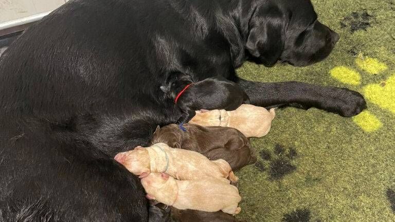 cani guida limbiate puppy Walker 768x432