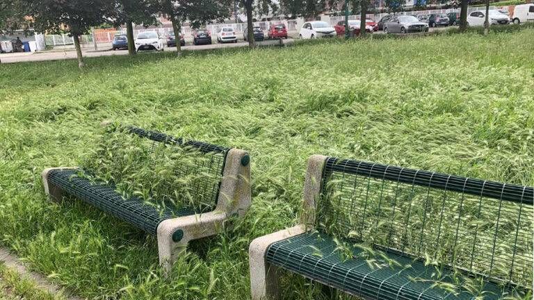 Erba alta a Paderno, il Comune multa le imprese: “Pochi operatori e danno di immagine” erba alta paderno multa 768x432