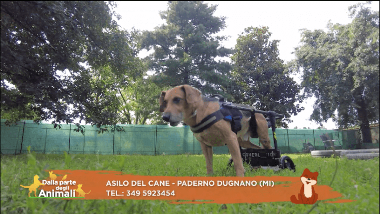 Dalla Parte degli Animali Giosue  768x432