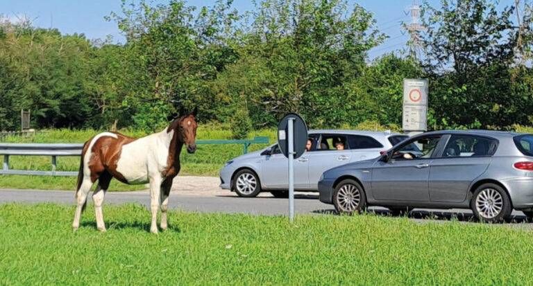 Garbagnate, cavalli in fuga si rifugiano nella rotatoria Garbagnate cavalli fuga rotatoria