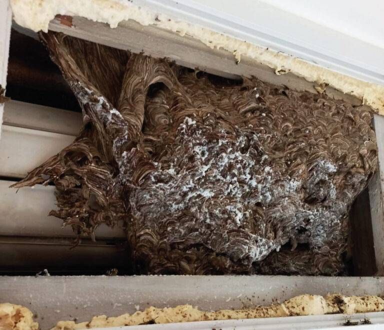 Novate ferie nido vespe