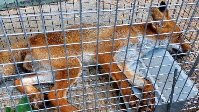 Cucciolo di volpe investita a Bollate, rischia di morire. Salvato anche un gheppio ad Arese volpe investita bollate