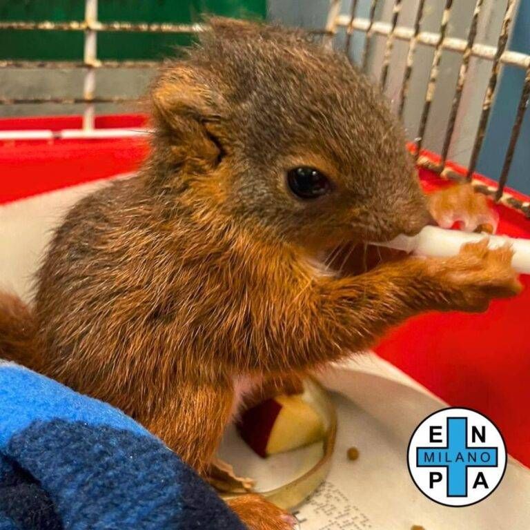 Scoiattolo rosso salvato a Lazzate dai volontari di Enpa Milano scoiattolo lazzate enpa