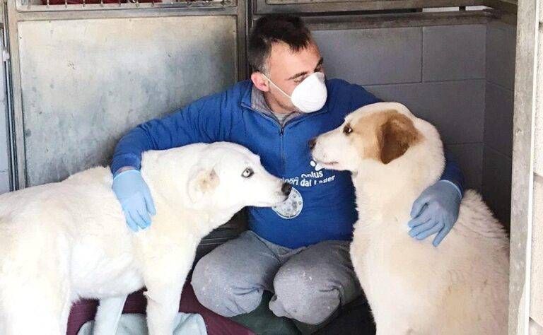 Il canile di Uboldo deluso dal Natale: “La gente pensa meno agli animali” C2E6D222 9372 4539 8899 C18E9FA2370D 768x474