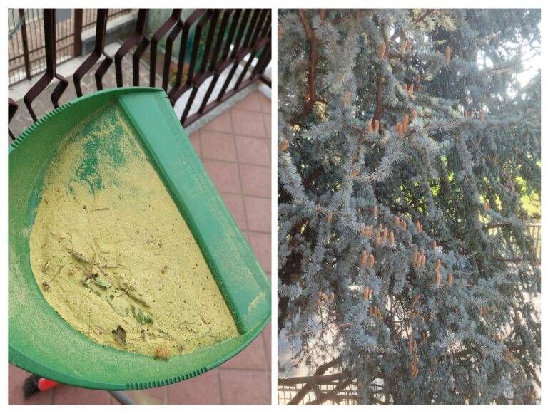 polvere gialla cedro libano 768x577