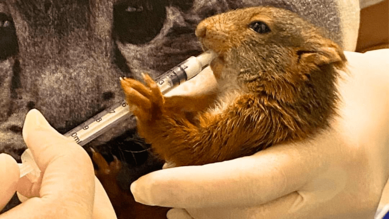 Scoiattolo rosso salvato a Lazzate, l’Enpa: “Cresce a vista d’occhio” scoiattolo rosso lazzate enpa 768x432