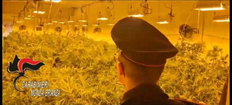 serra marijuana carabinieri cermenate