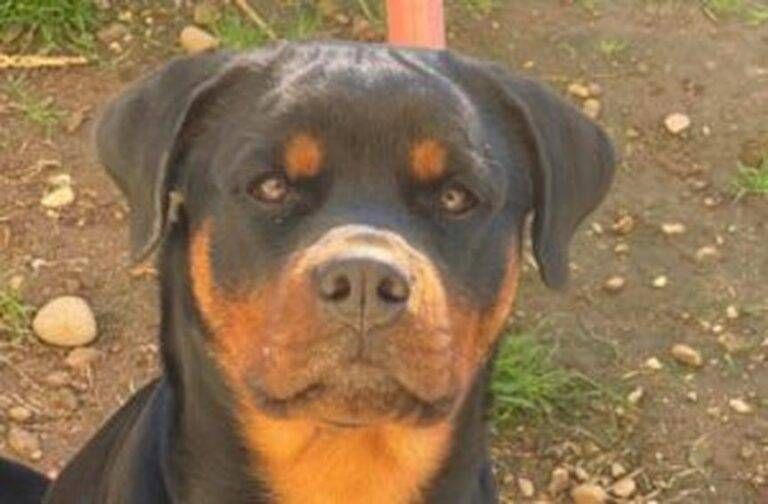 cane cacciatore parabiago