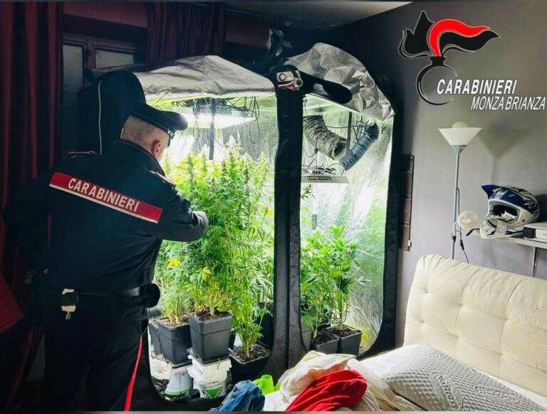 serre marijuana padre madre figlio